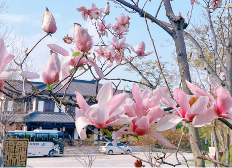 又是一年春光好—項王故里景區百花盛開 春色滿園(圖1)