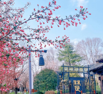 又是一年春光好—項王故里景區百花盛開 春色滿園(圖2)